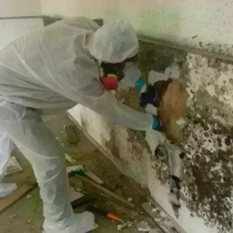 Mold Remediation and Removal in Huber Heights, OH